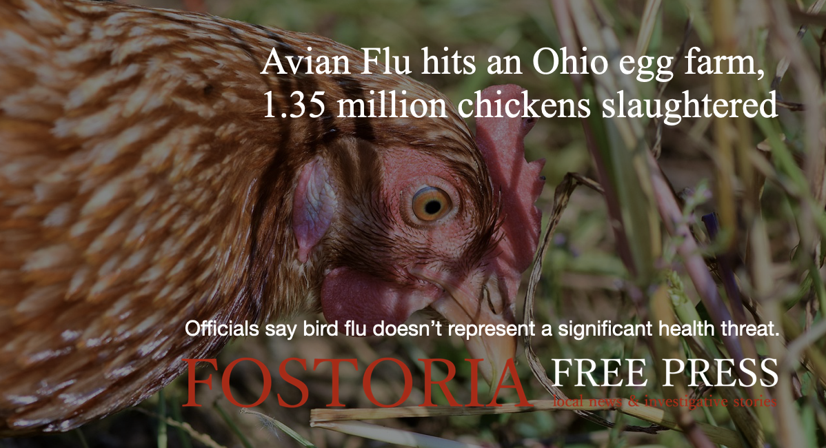 Avian Flu Hits an Ohio Egg Farm, 1.35 Million Chickens Slaughtered